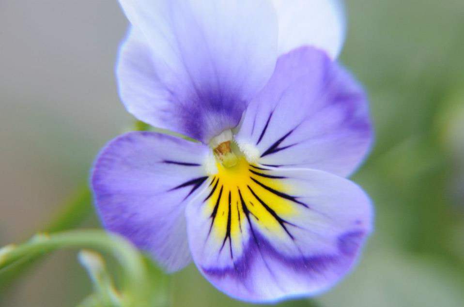 Viola Flower