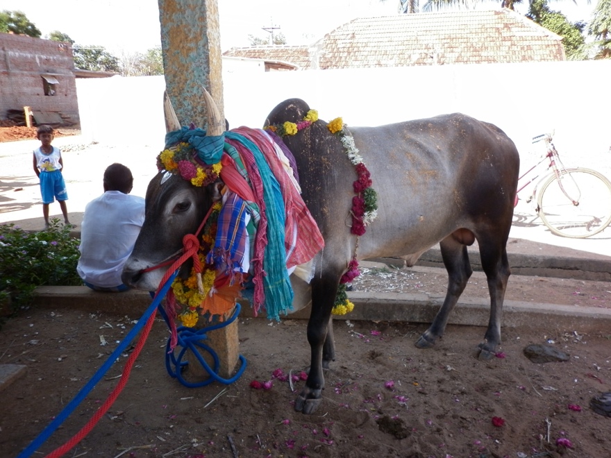 Pudupatty Kovil kaalai