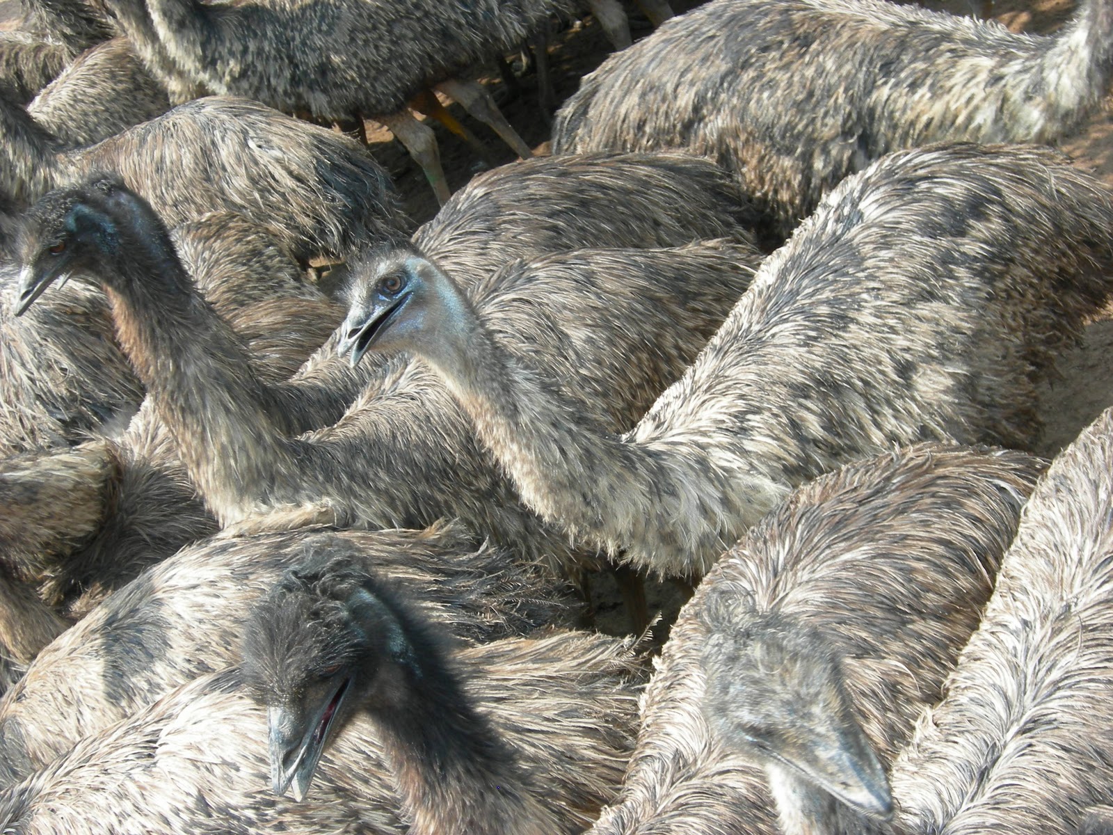 Bird Emu