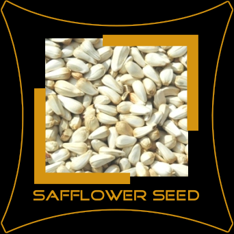 bnp oilseeds bnp oilseeds