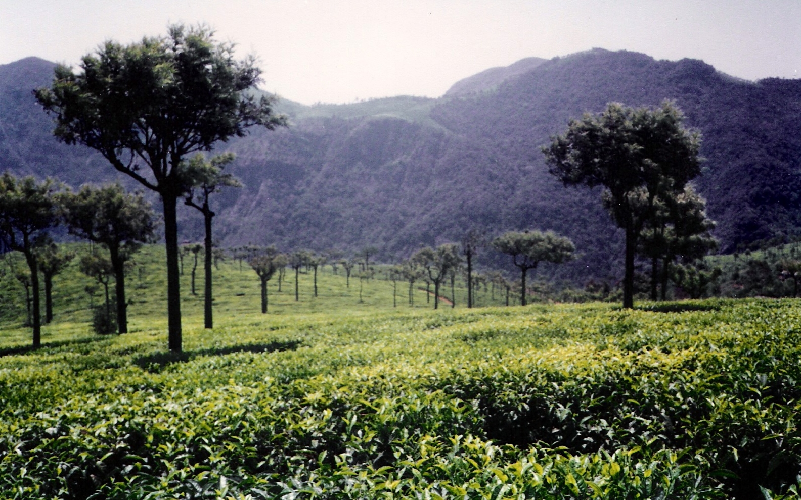 Image description